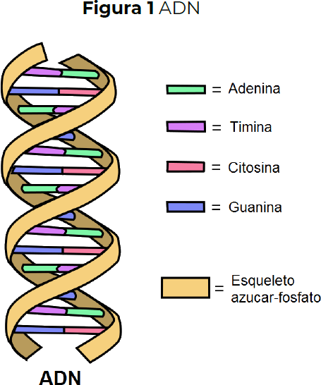 ADN