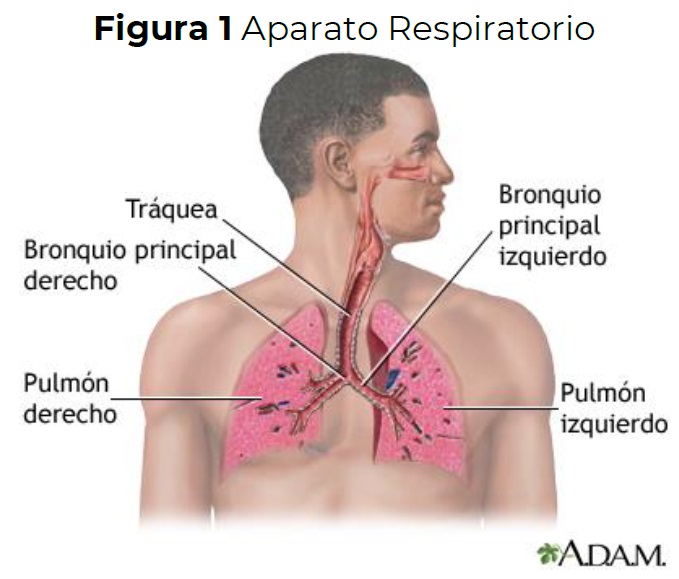 Aparato respiratorio