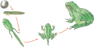 Crecimiento y desarrollo de una rana