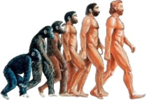 Evolución del Hombre