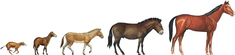 Evolución del caballo