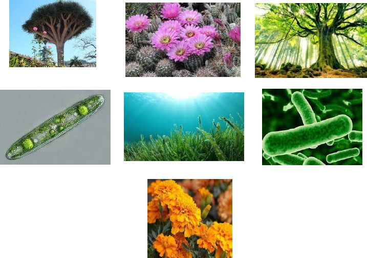 Nutrición autótrofa