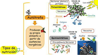 Nutrición autótrofa
