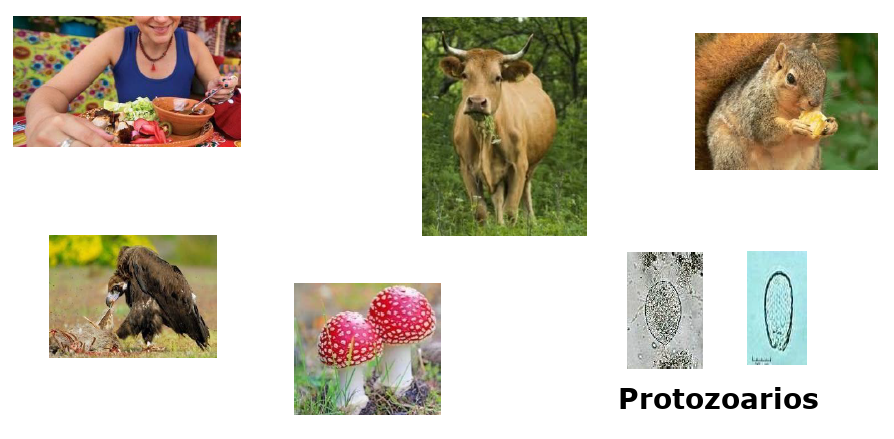 Nutrición heterótrofa