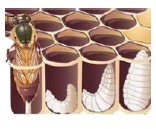 Partenogénesis