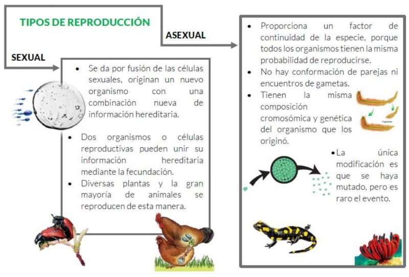 Tipos de reproducción